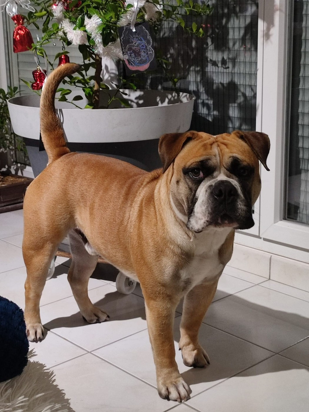 Sir Bud De L'arche Des Molosses